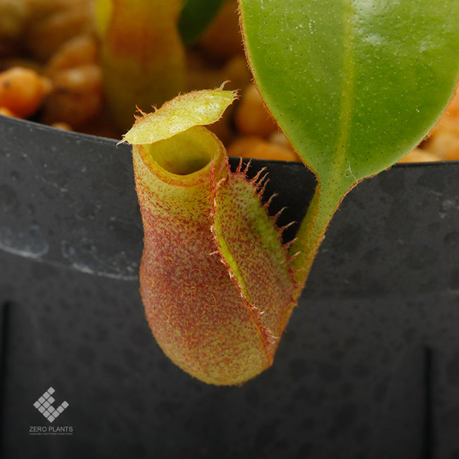 Nepenthes macrophylla [ ネペンテス・マクロフィラ ] 【 PN191018-03 】