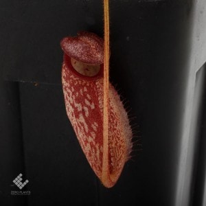 Nepenthes hamiguitanensis��[ �ͥڥ�ƥ����ϥߥ������ͥ󥷥� ]���� PN191018-04 ��