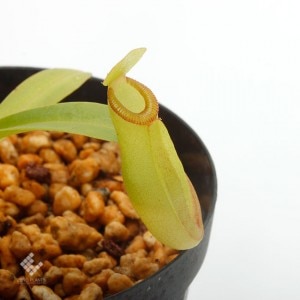 Nepenthes inermis / Gunung Gadut��[ �ͥڥ�ƥ������ͥ�ߥ� ]���� PN191018-05 ��