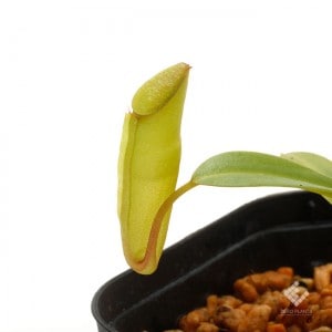 Nepenthes inermis / Gunung Gadut��[ �ͥڥ�ƥ������ͥ�ߥ� ]���� PN191018-06 ��