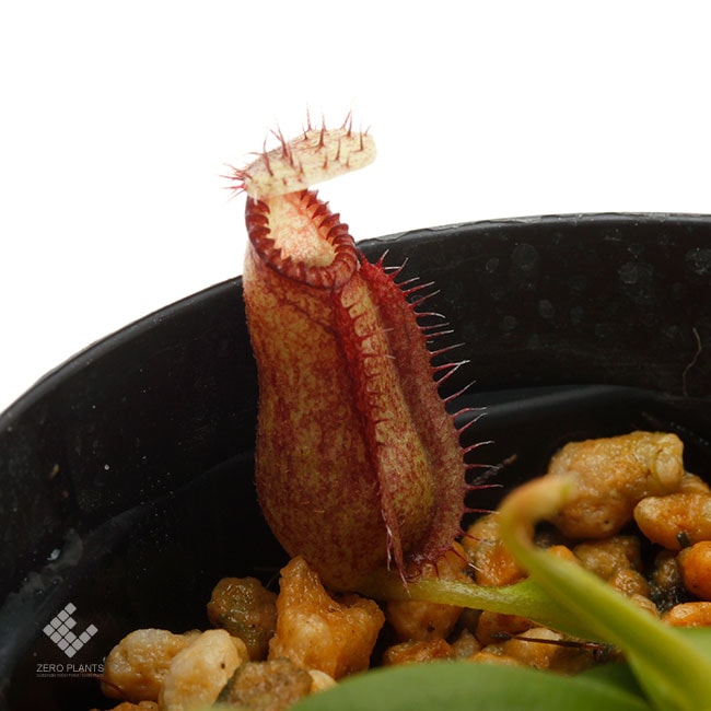 Nepenthes hamata [ ネペンテス・ハマタ ] 【 PN191018-07 】