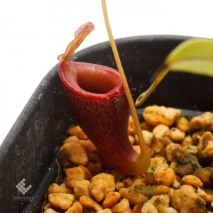 Nepenthes jamban��[ �ͥڥ�ƥ��������Х� ]���� Borneo Exotics / BE-3875 �ۡ� PN190122-08 ��