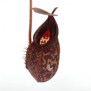Nepenthes spectabilis x aristolochioides��[ �ͥڥ�ƥ������ڥ����ӥꥹ�ߥ��ꥹ�ȥ��������ǥ� ]���� Borneo Exotics / BE-3663 �ۡ� PN190122-29 ��