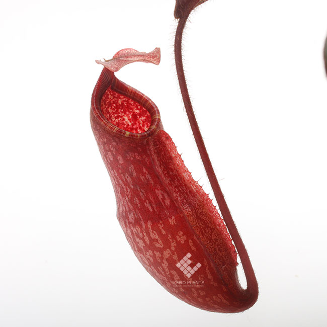Nepenthes peltata（BE-3464）【食虫植物・ウツボカズラ】 Nepenthes peltata（BE-3464）【食虫植物・ウツボカズラ】 【公式通販】