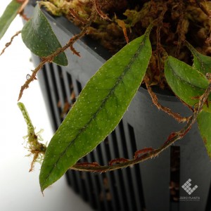 Microgramma piloselloides��[ �ߥ��������ޡ��ԥ��������ǥ� ]���� PN191018-11 ��