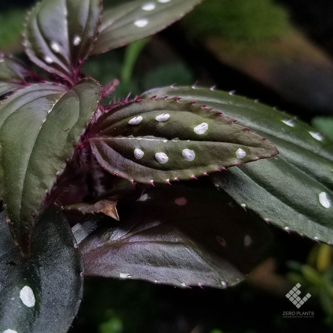 専用❣️Sonerila sp. Vietnam ソネリラ 原種 青光り 専用❣️Sonerila