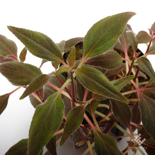 Sonerila sp. 