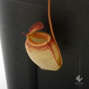 Nepenthes tenuis��[ �ͥڥ�ƥ����ƥ̥��� ]���� PN191109-10 ��