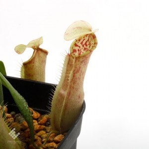 Nepenthes northiana��[ �ͥڥ�ƥ����Ρ������� ]���� PN191124-01 ��