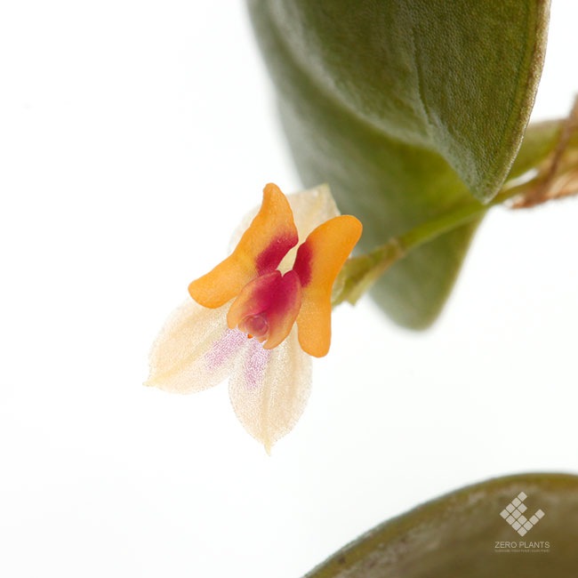 Lepanthes mariposa ? [ レパンテス・マリポサ ? ] 【 PN1191124-03