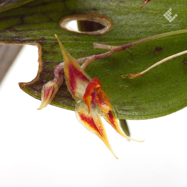 Lepanthes zamorensis [ レパンテス・ザモレンシス ] 【 PN191124-20