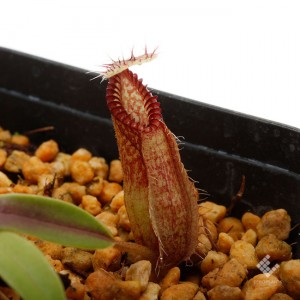 Nepenthes hamata��[ �ͥڥ�ƥ����ϥޥ� ]���� PN191128-01 ��