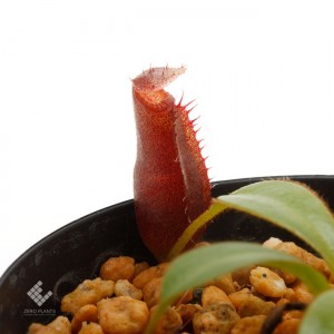 Nepenthes x trusmadiensis��[ �ͥڥ�ƥ����ȥ饹�ޥǥ����󥷥� ]���� PN191128-02 ��
