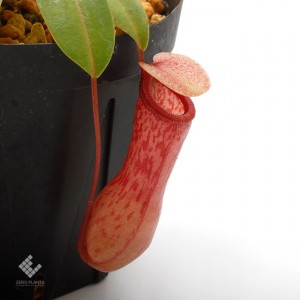 Nepenthes ventricosa��[ �ͥڥ�ƥ����٥�ȥꥳ���� ]���� Borneo Exotics / BE-3772 �ۡ� PN190122-48 ��