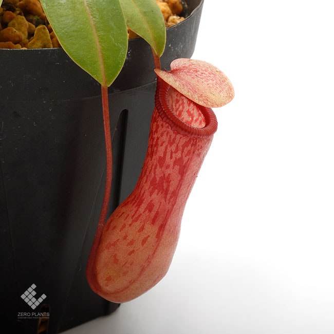 Nepenthes ventricosa [ ネペンテス・ベントリコーサ ] 【 Borneo
