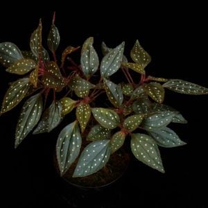 Sonerila sp. 