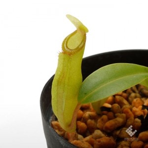 Nepenthes inermis / Gunung Gadut��[ �ͥڥ�ƥ������ͥ�ߥ� ]���� PN191216-10 ��