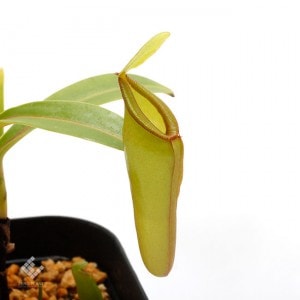 Nepenthes inermis / Gunung Gadut��[ �ͥڥ�ƥ������ͥ�ߥ� ]���� PN191216-11 ��