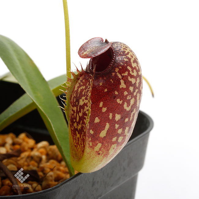 Nepenthes aristolochioides [ ネペンテス・アリストロキオイデス