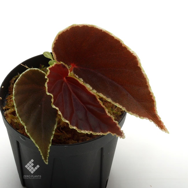 Begonia darthvaderiana [ ベゴニア・ダースベーデリアーナ