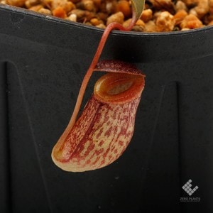 Nepenthes tenuis 