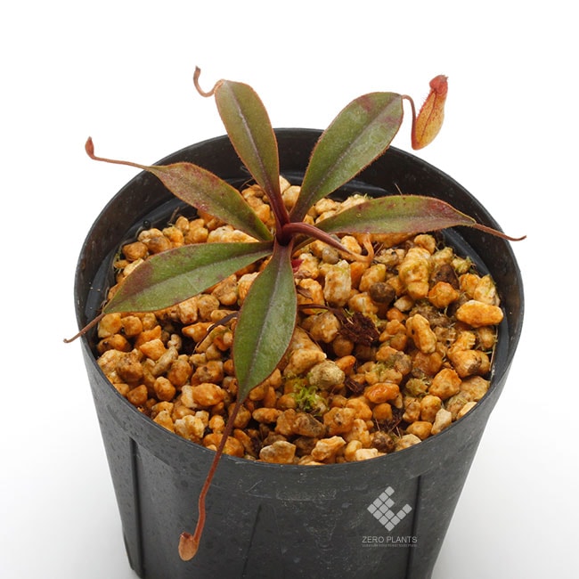 Nepenthes argentii [ ネペンテス・アジェンティ ] 【 PN200106-08 】