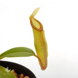 Nepenthes inermis / Gunung Gadut��[ �ͥڥ�ƥ������ͥ�ߥ� ]���� PN200106-09 ��