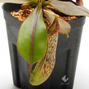 Nepenthes platychila ��[ �ͥڥ�ƥ����ץ�ƥ����� ]���� PN200106-10 ��