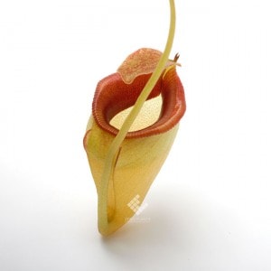 Nepenthes jacquelineae��[ �ͥڥ�ƥ������㥯����ͥ��� ]���� PN200106-11 ��