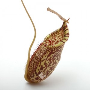 Nepenthes spectabilis (Gunung Bandahara, Sumatra)��[ �ͥڥ�ƥ������ڥ����ӥꥹ ]���� PN200106-14 ��