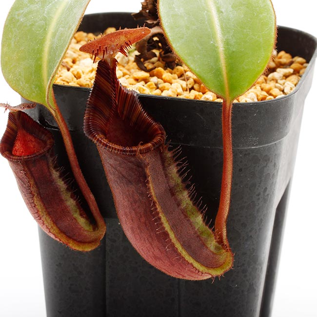 Nepenthes ephippiata [ ネペンテス・エフィピアタ ] 【 PN200106-16 】