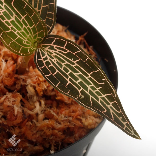 ジュエルオーキッド　グッディエラsp.UNKNOWN Goodyera sp. [ グッディエラ sp. ] 【 PN200124-04