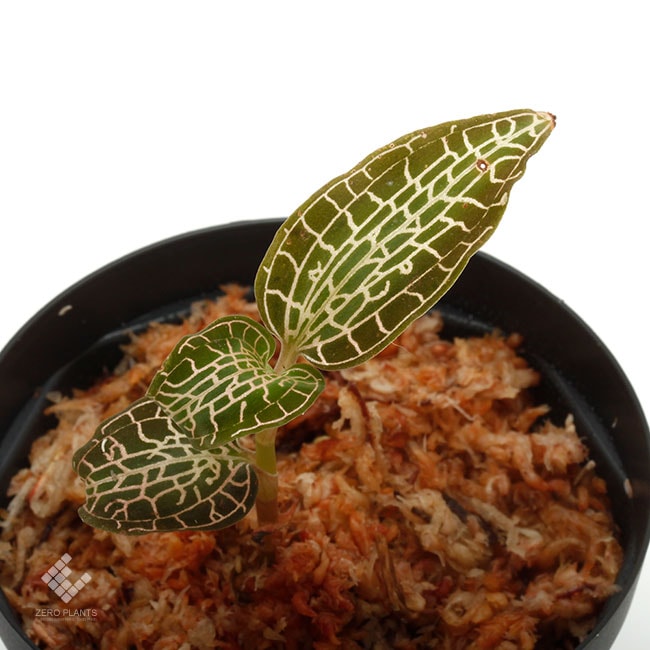 ジュエルオーキッド　グッディエラsp.UNKNOWN Goodyera sp. [ グッディエラ sp. ] 【 PN200124-08