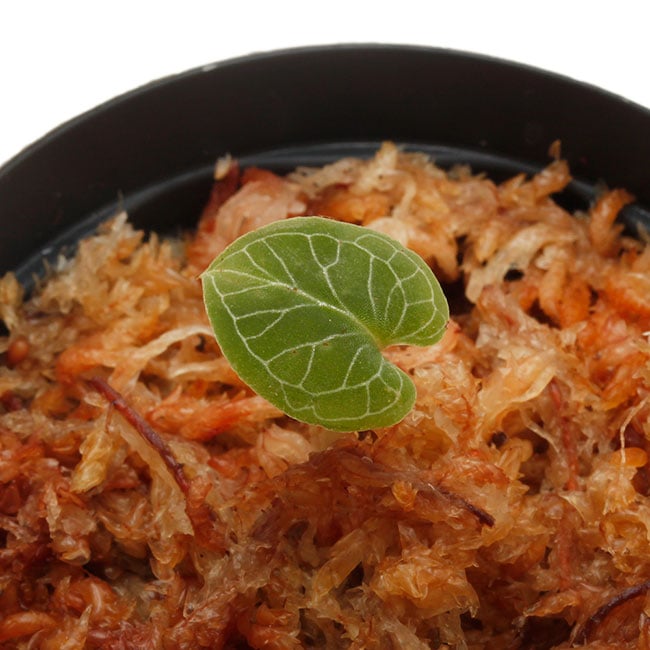 Corybas pictus [ コリバス・ピクタス ] 【 PN200124-17 】 【 奇怪で