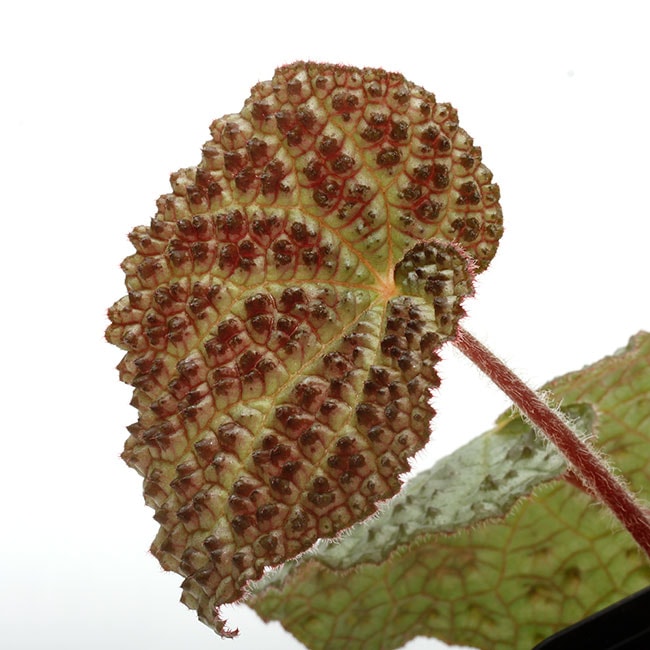 Begonia montaniformis [ ベゴニア・モンタニフォルミス] 【 PN200218