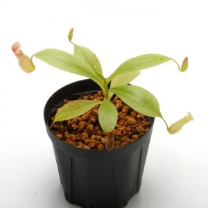 Nepenthes madagascarensis��[ �ͥڥ�ƥ����ޥ��������ꥨ�󥷥� ]���� Borneo Exotics / BE-3247 �ۡ� PN181130-32 ��