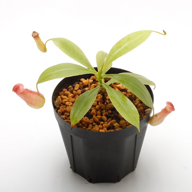 Nepenthes madagascarensis [ ネペンテス・マダガスカリエンシス