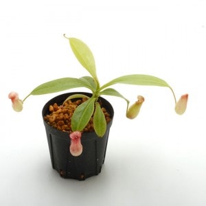 Nepenthes madagascarensis��[ �ͥڥ�ƥ����ޥ��������ꥨ�󥷥� ]���� Borneo Exotics / BE-3247 �ۡ� PN181130-37 ��