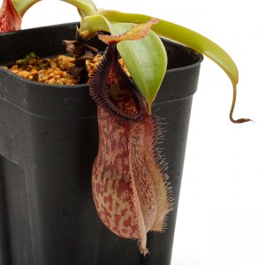 Nepenthes spathulata x hamata��[ �ͥڥ�ƥ������ѥ��饿�ߥϥޥ� ]���� Borneo Exotics / BE-3793 �ۡ� PN190122-66 ��