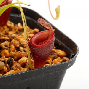 Nepenthes jamban��[ �ͥڥ�ƥ��������Х� ]���� Borneo Exotics / BE-3875 �ۡ� PN200205-41 ��