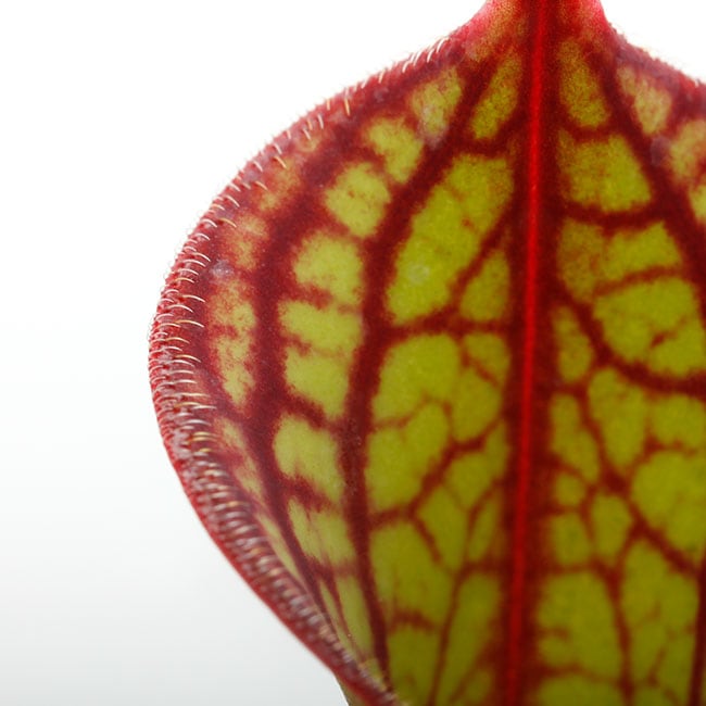 その他観葉植物 Heliamphora macdonaldae Heliamphora macdonaldae (Cerro Duida, Venezuela) [ ヘリアンフォラ