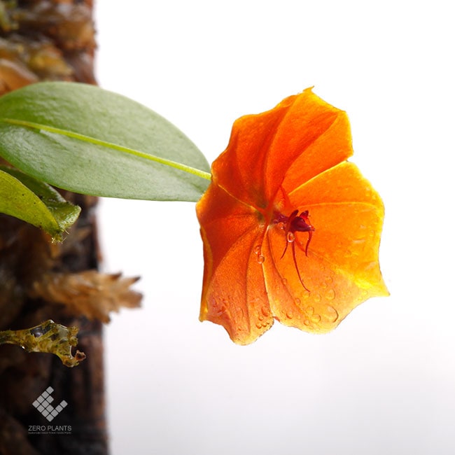 レパンテス テリポゴニフローラ テラプレート付 Lepanthes telipogoniflora [ レパンテス・テリポゴニフローラ