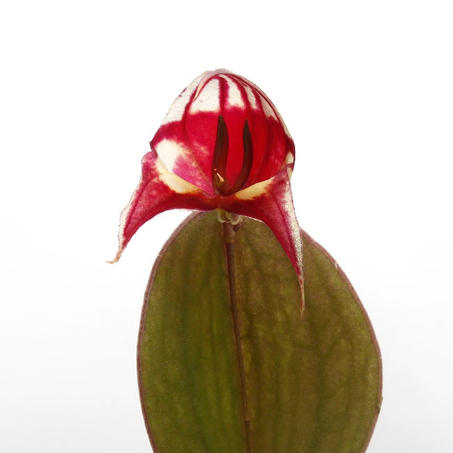 Lepanthes felis [ レパンテス・フェリス ] 【 PN200306-05 】 | 植物