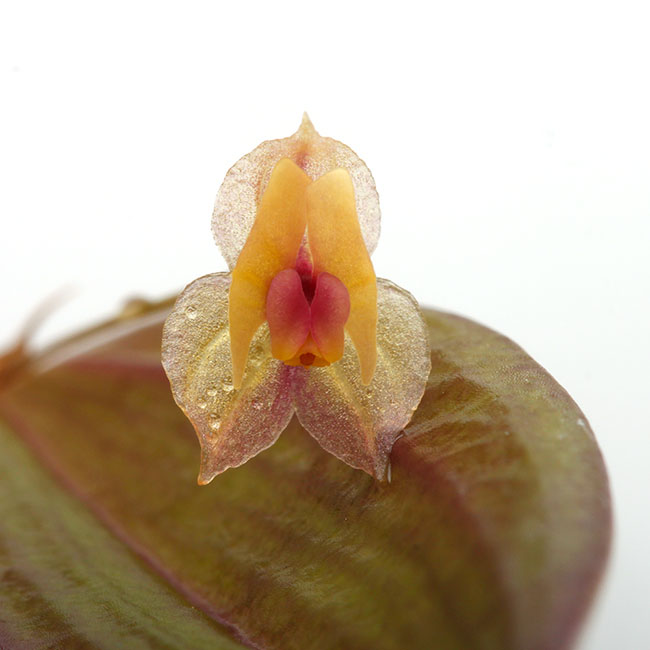 Lepanthes eciliata [ レパンテス・エシリアタ ] 【 PN200306-07