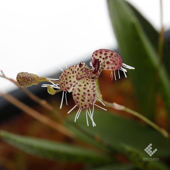 Pleurothallis ornata [ プレウロタリス・オルナータ ] 【 PN200306-18