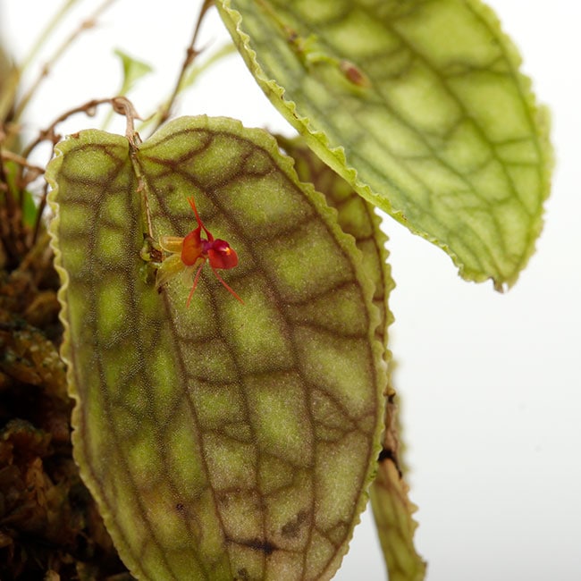 Lepanthes calodictyon [ レパンテス・カロディクティオン ...