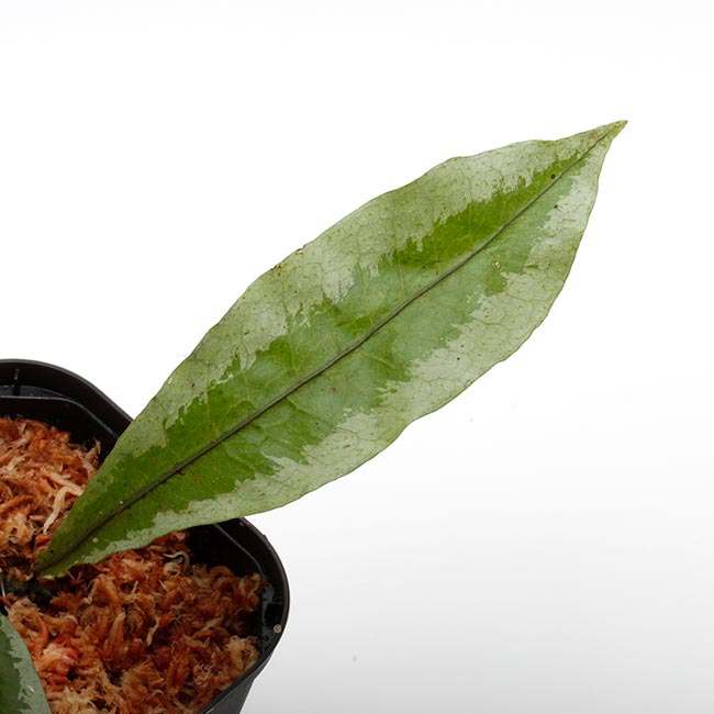 Microsorum sp. [ ミクロソラム sp. ] 【 PN200318-18 】 | 植物
