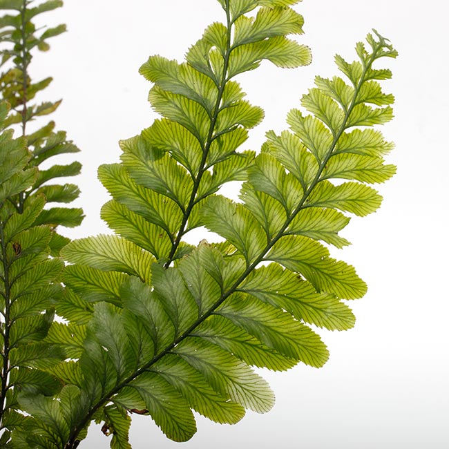 その他観葉植物 Cephalomanes sp. ' Manacapuru, Brasil Cephalomanes javanicum var. asplenioides ? [ セファロマネス