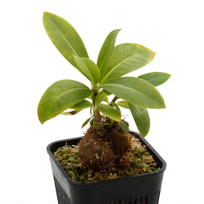 Anthorrhiza bracteosa ' Normanby ' [ アントルリザ・ブラクテオサ