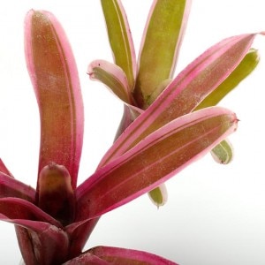 Neoregelia 